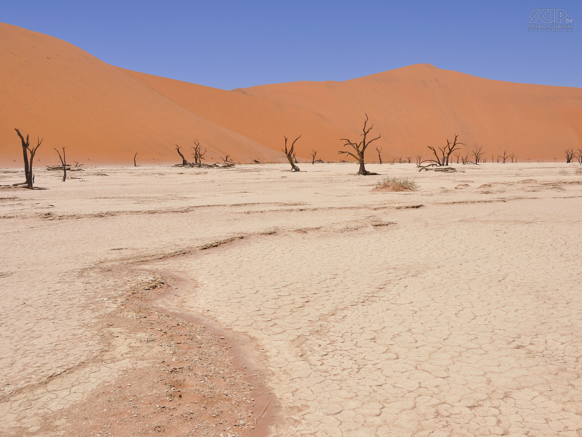 Namib - Dead Vlei Dead Vlei is a white clay pan with petrified acacia trees and which is surrounded by the highest sand dunes in the world (300-400 meters). Stefan Cruysberghs